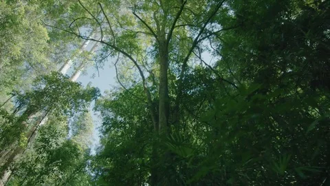 Rainforest Tree Canopy, sun peaking through flaring lens, Red Dragon gimbal 03 Stock Footage 73480151