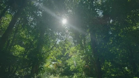 Rainforest Tree Canopy sun peaking through flaring lens steadycam gimbal 04 Stock Footage 73614652