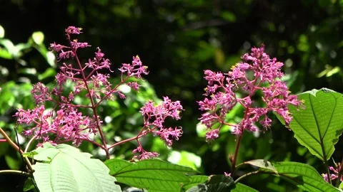 Rainforest tree flowering, Malaysia Stock Footage 134857372