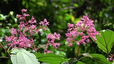 Rainforest tree flowering, Malaysia Stock Footage 134857373