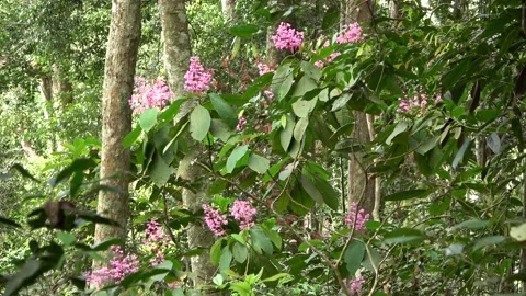 Rainforest tree flowering, Malaysia Stock Footage 134857465