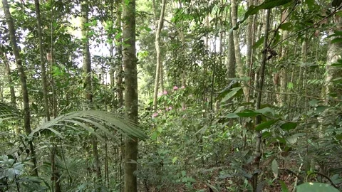 Rainforest tree flowering, Malaysia Stock Footage 134857483
