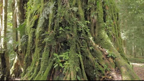 Rainforest tree Video stock 8862115