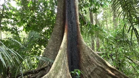 Rainforest tree, Malaysia Stock Footage 159634839