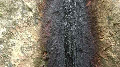 Rainforest tree, Malaysia Stock Footage 159634877