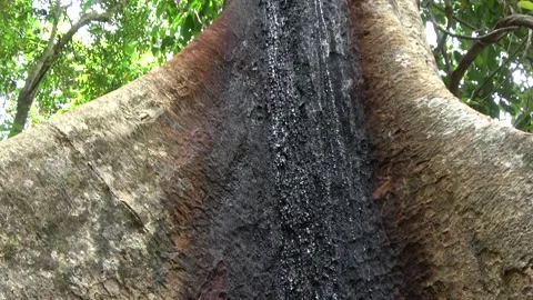 Rainforest tree, Malaysia Stock Footage 159634932