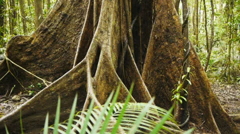 Rainforest tree roots Stock Footage 22918607