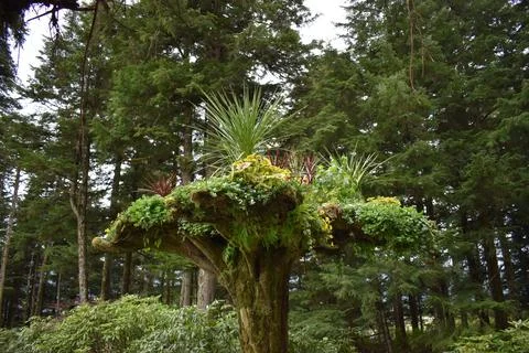Rainforest tree stump garden Stock Photos