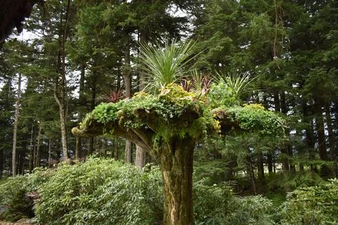 Rainforest tree stump garden Stock Photos