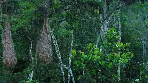 Rainforest Trees and Roots Stock Footage 323143249