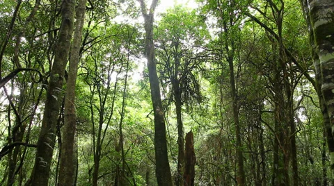 Rainforest Trees - Australian Landscape Stock Footage 35789347