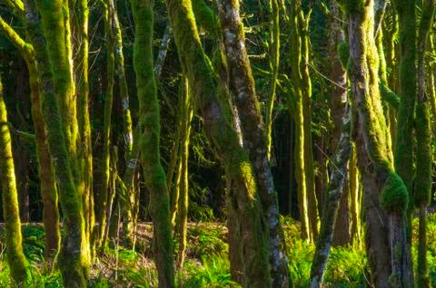 Rainforest trees background Stock Photos