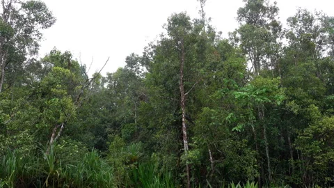 Rainforest trees in Borneo seen from riverboat. Vídeos de archivo 299704111