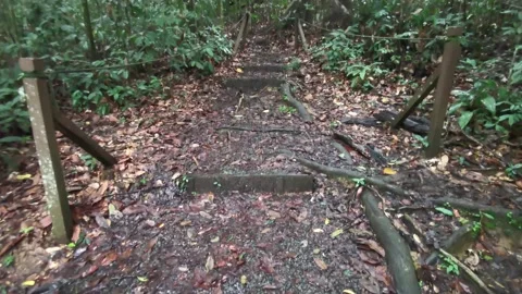 Rainforest trees pan up &amp; down shot Stock Footage 222893354