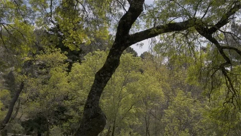 Rainforest trees pasing by Stock Footage 115901858