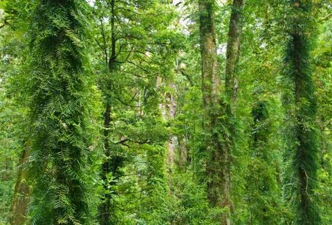 Rainforest trees Stock Photos