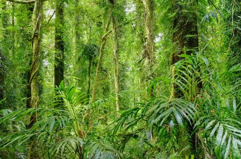 Rainforest trees Stock Photos