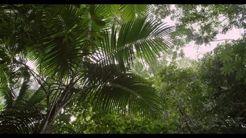Rainforest, Trinidad Stock Footage 92568895