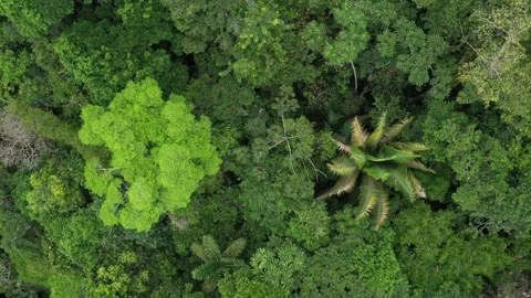 Rainforest with two very distinctive trees zooming out while rotating on a slow Stock Footage 142760689