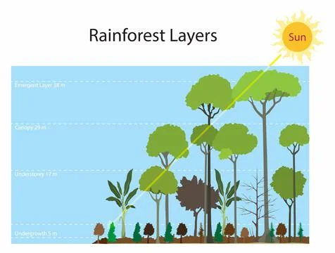 Rainforest is typically made up of four key layers emergent, upper canopy Stock Illustration