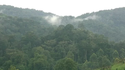 Rainforest Uganda Stock Footage 125203382