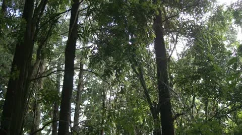 Rainforest Understory Stock Footage 11273779