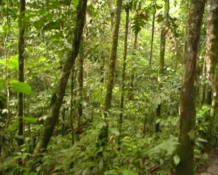 Rainforest understory pan to canopy ( Stock Footage