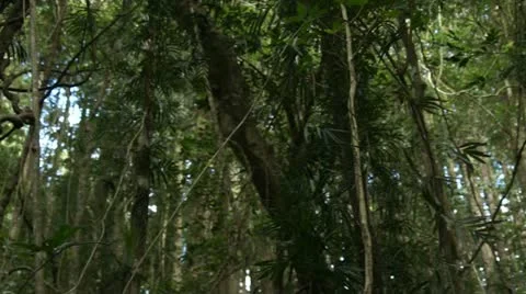 Rainforest Understory Vines Stock Footage 11270892
