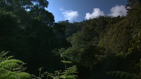 Rainforest valley Video stock 476859