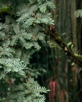 Rainforest Vegetation Background Stock Photos
