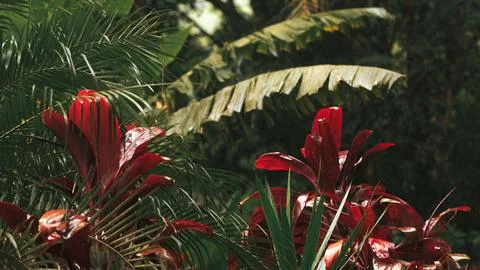 Rainforest Vegetation Background Stock Photos