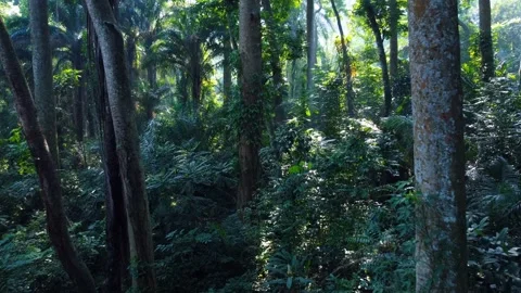 Rainforest Vegetation Stock Footage 259565646