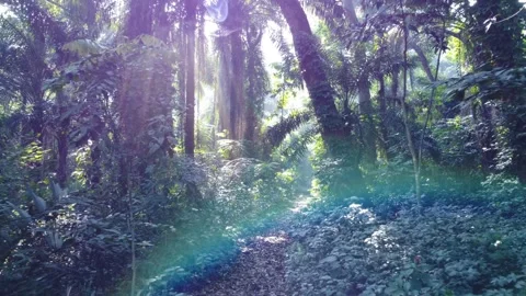 Rainforest Vegetation Stock Footage 259565656