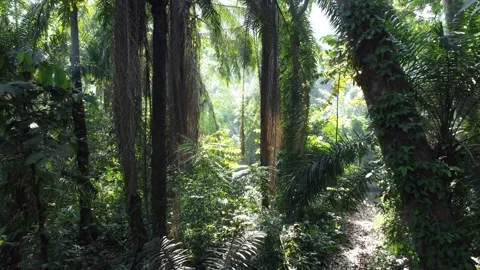 Rainforest Vegetation Stock Footage 259565686