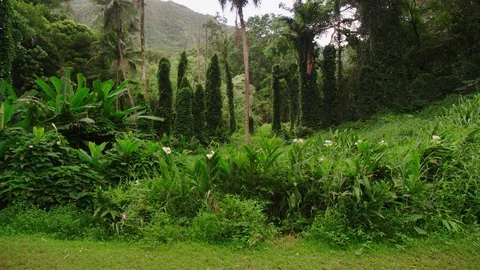 Rainforest vegetation fore, trees mid, mountains background, tilt to mountains. Stock Footage