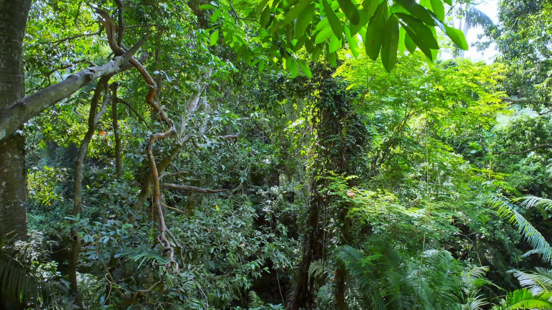 Rainforest vegetation nature background.... | Stock Video | Pond5