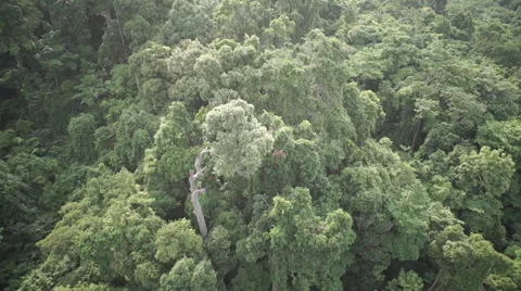 Rainforest - vertical pan - mountain 動画素材 41999800