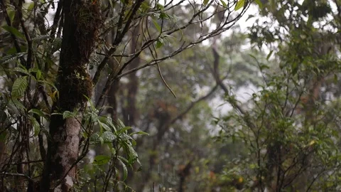 Rainforest very strong rainfall in costa rica Video stock 127256310