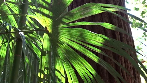 Rainforest view Stock Footage 300511969