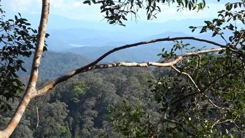 Rainforest view, Malaysia Stock Footage 134857369