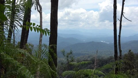 Rainforest view, Malaysia Stock Footage 134857392