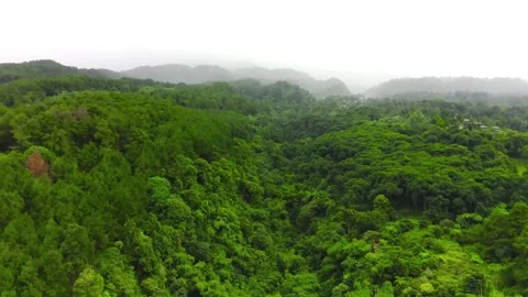 Rainforest view in the morning Video stock 277404301