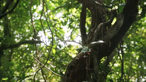 Rainforest vines and ancient trees close-up. Stock Footage 137653882