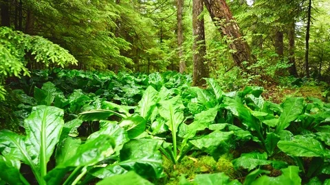 Rainforest Walk Stock Footage 78773192