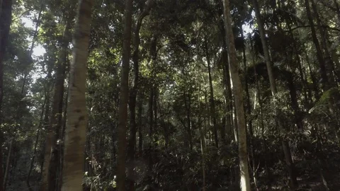 Rainforest walk lightflare 1 Stock Footage 97859109