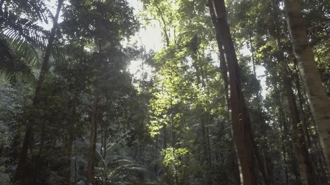 Rainforest walk lightflare 2 Stock Footage 97863439