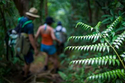 Rainforest walk Stock Photos