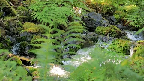 Rainforest water streaming down rocks Stock Footage 100577799