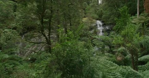 Rainforest Waterfall, Australia, 8K Stock Footage 332265387