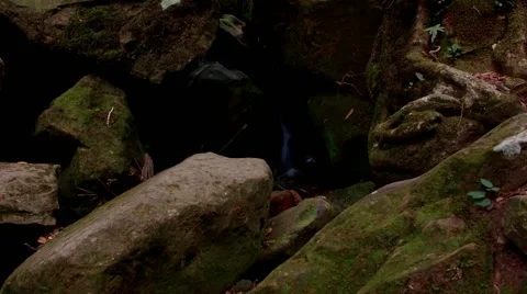 Rainforest waterfall camera tilt up to trees Vidéo 68498333